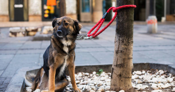Desde hoy no se puede dejar el perro atado en la calle cuando vayas a comprar en una tienda 6 perro