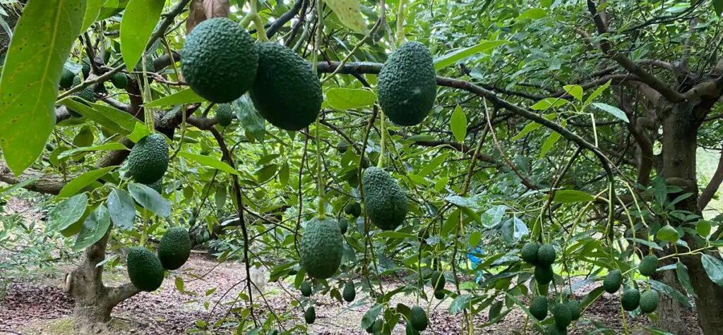 aguacatesaxarquia REbZ9LV4yAB1HsCRTLTywML 1200x840@Diario Sur