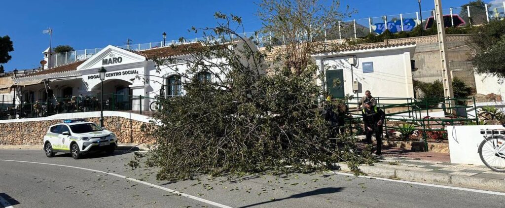 El viento derriba un arbol en la entrada de Maro 5 viento